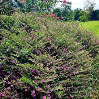 PINK KESHIYA